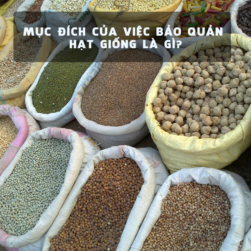 Mục đích của việc bảo quản hạt giống là gì và cách bảo quản?