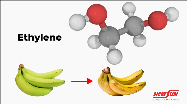 Cách bảo quản chuối chín bằng ethylene 