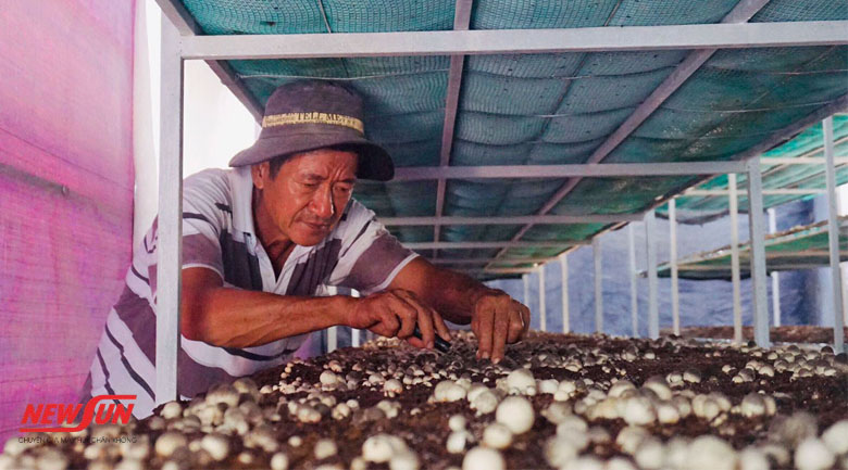 Hướng dẫn 3 cách bảo quản nấm rơm đơn giản tại nhà 15 bảo quản nấm rơm, tách mô nấm