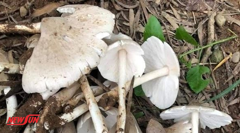 cách bảo quản nấm mối, bị hỏng