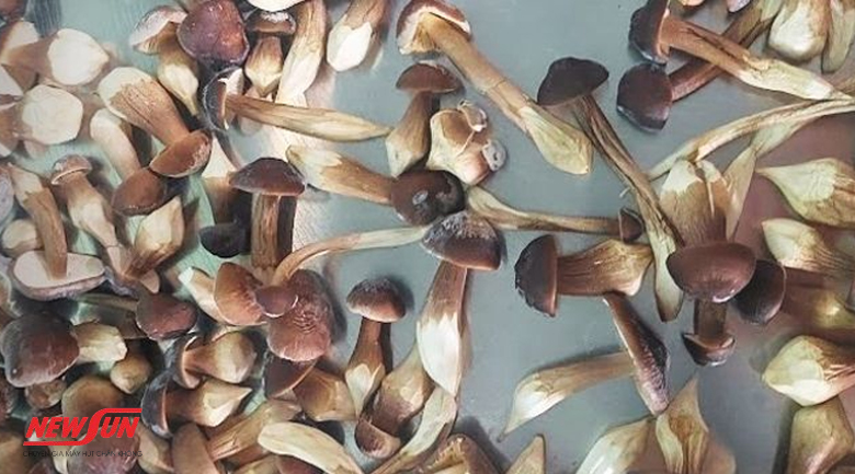 cách bảo quản nấm mối, sấy khô