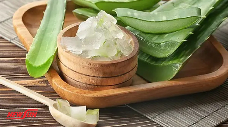 Hướng dẫn 4 cách bảo quản nha đam đã sơ chế hiệu quả hiện nay 8 Cách bảo quản nha đam đã sơ chế
