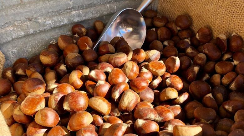 Hướng dẫn cách bảo quản hạt dẻ thơm ngon, không bị mốc 10 cách bảo quản hạt dẻ lưu ý